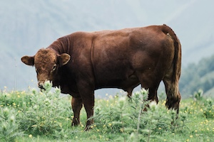 Региональная экономика: в Калмыкии увеличилось количество откормочных площадок для скота